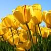 neelimareddy_v
